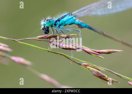 Mouche de Damelle, probablement mouche variable (Coenagrion pulchellum) avec proie, Deelerwoud, Veluwe, pays-Bas, août. Banque D'Images