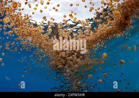 Dé des méduses (Linuche unguiculata) agrégation, mon paradis de corail, l'Île Cabilao, Bohol, Central Visayas, Philippines, l'océan Pacifique. Banque D'Images