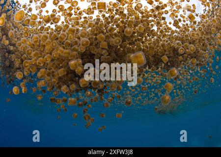 Dé des méduses (Linuche unguiculata) agrégation, mon paradis de corail, l'Île Cabilao, Bohol, Central Visayas, Philippines, l'océan Pacifique. Banque D'Images