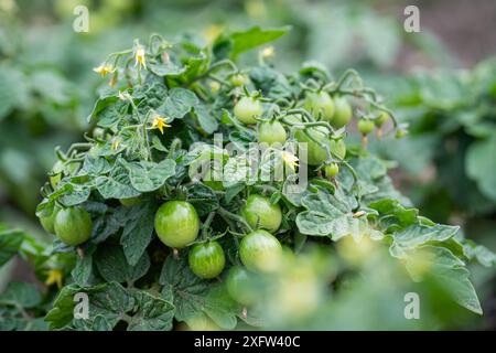 Micro plante naine de tomate, variété venus, cultivée en intérieur. Plante verte avec des tomates non mûres et des fleurs poussant dans le lit. Fond vert. Paysage. Banque D'Images