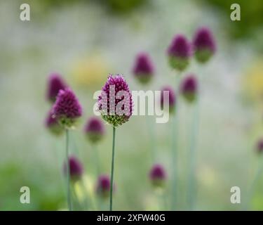 Eryngium planum, l'eryngo bleu ou fleur de houx de mer plate dans le jardin, gros plan. Fond d'été avec une plante à fleurs bleues. Flou de mise au point. Papier peint. Banque D'Images