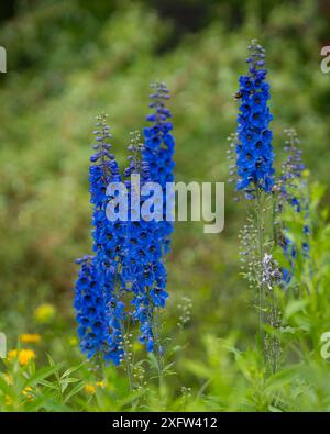 Delphiniums bleu profond dans un jardin d'été. Cottage Garden Flowers : delphiniums. Delphinium, également connu sous le nom de Larkspur. Affiche. Papier peint. Banque D'Images