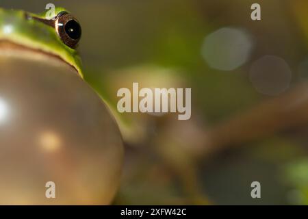 Grenouille d'arbre italienne (Hyla intermedia) gros plan de l'appel masculin pendant la saison d'accouplement. Endémique à l'Italie. Apennins centraux, Abruzzes, Italie, avril. Banque D'Images