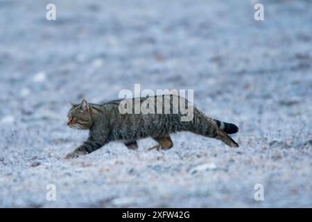 Chat sauvage (Felis silvestris) mâle adulte traversant une prairie gelée. Abruzzes, Apennins centraux, Italie, février. Banque D'Images