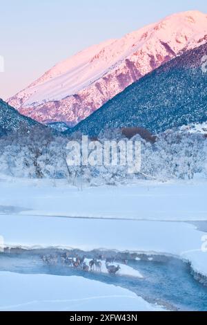 Troupeau de cerfs roux (Cervus elaphus) debout dans le ruisseau par un matin glacial. Apennins centraux, Abruzzes, Italie, février. Banque D'Images