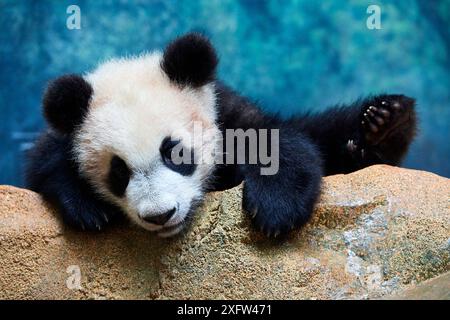 Petit Panda géant ludique (Ailuropoda melanoleuca) enquêtant sur son enclos, grimpant au-dessus d'un rocher. Yuan Meng, premier panda géant né en France, aujourd'hui âgé de 8 mois, Zoo de Beauval, France Banque D'Images