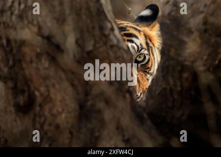 Tigre du Bengale (Panthera tigris) femelle 'Noor' regardant de derrière l'arbre, Ranthambhore, Inde, espèce menacée. Banque D'Images