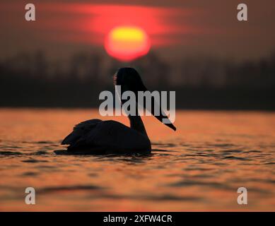 Pélican dalmate (Pelecanus crispus) sur le lac au lever du soleil, lac Kerkini, Grèce, janvier. Banque D'Images