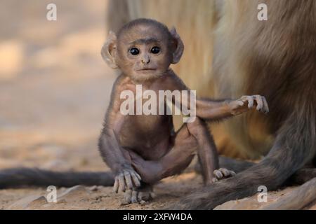 Hanuman langur (Semnopithecus dussumieri) Baby Playing, Ranthambhore, Inde. Banque D'Images