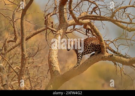 Léopard indien (Panthera pardus fusca) assis dans un arbre, Ranthambhore, Inde. Banque D'Images