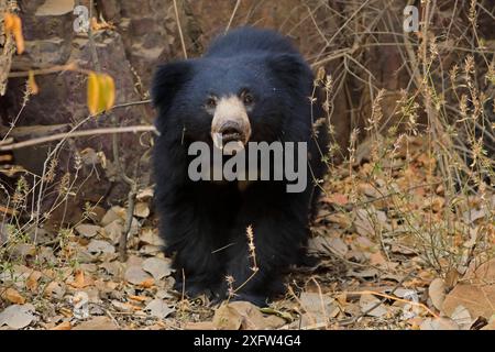 Ours paresseux (Melursus ursinus) en forêt, Ranthambhore, Inde, espèces vulnérables. Banque D'Images