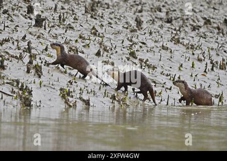 Loutres à petites griffes (Aonyx cinerea) trois sur la rive, Sundarbans East Wildlife Sanctuary, Bangladesh Banque D'Images