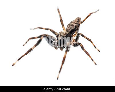 Araignée sauteuse (Salticidae) Tapirai, Sao Paulo, Brésil. Forêt atlantique. Projet Meetyourneighbours.net. Banque D'Images