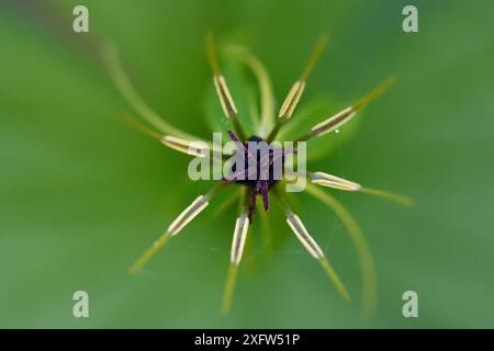 Herb paris (Paris quadrifolia) gros plan de fleur, Vosges, France, avril. Banque D'Images