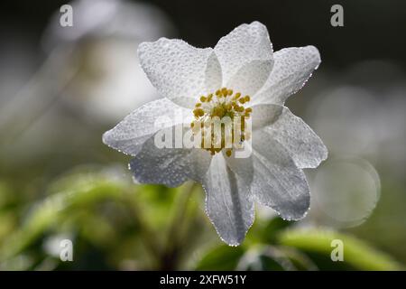 Anémone des bois (Anemone nemorosa) recouverte de gouttes de rosée, Vosges, France, mars. Banque D'Images