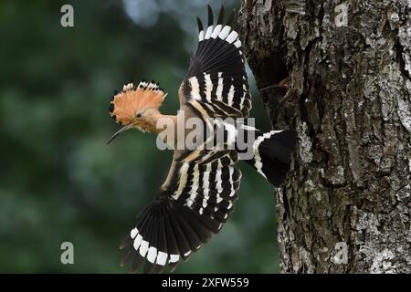 Eurasian Hoopoe, (épopes Upupa) volant loin du nid, Vosges, France Banque D'Images