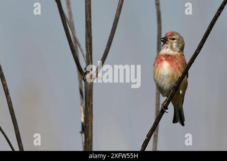 Linnet commun (Linaria cannabina) mâle dans le plumage de reproduction, Vosges, France, avril. Banque D'Images