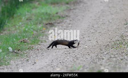 Piste de croisement de polecat (Mustela putorius) avec proie de grenouille en bouche, Vosges, France, août. Banque D'Images