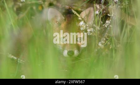 Renard roux (Vulpes vulpes) chiots regardant dans l'herbe, Vosges, France, mai. Banque D'Images