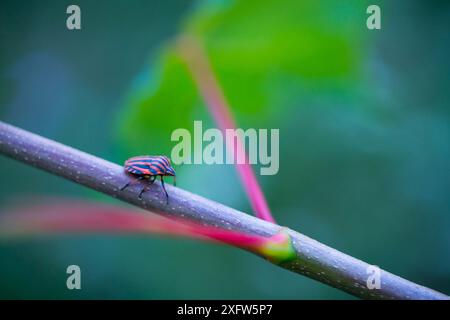Insecte rayé italien (Graphosoma lineatum), Parc naturel de Redes, Conseil de Caso, Asturies, Espagne. Banque D'Images