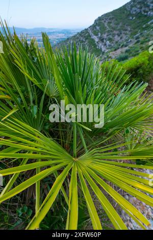 Palmier nain (Chamaerops humilis) en dehors des abrics de l'Ermita , abris rocheux ermitage, village d'Ulldecona, Catalogne, Espagne, juin 2017. Banque D'Images