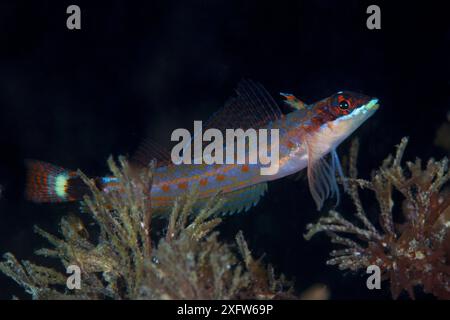 Lézard triplèbe (Crocodilichthys gracilis), aire protégée de l'île Angel de la Guarda, golfe de Californie (mer de Cortez), Mexique, juillet Banque D'Images