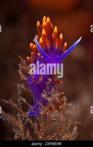 Châle nudibranche espagnole (Flabellina iodinea), zone protégée de l'île de Salsipuedes, golfe de Californie (mer de Cortez), Mexique, juillet Banque D'Images