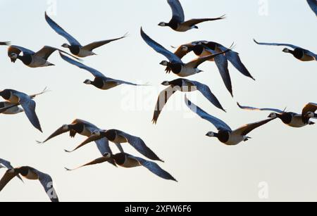 Troupeau de migrants d'oies de Barnacle (leucopsis de Branta) en vol au crépuscule, parc national de Matsalu, Estonie, septembre. Banque D'Images