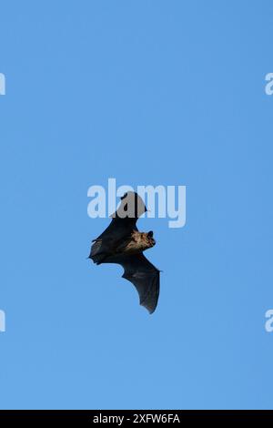 La chauve-souris de Daubenton (Myotis daubentonii) chassant en plein jour les insectes aquatiques sur les prairies côtières, baie de Matsalu, Haeska, Estonie, septembre. Banque D'Images