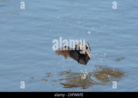 La chauve-souris de Daubenton (Myotis daubentonii) chassant en plein jour les insectes à la surface de l'eau d'un ruisseau à marée, baie de Matsalu, Haeska, Estonie, septembre. Banque D'Images