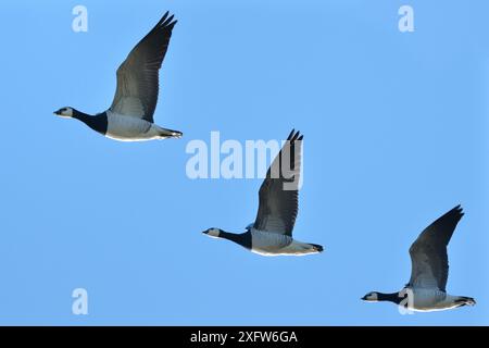 Oies migrantes de Barnacle (leucopsis de Branta) en vol près de la côte, parc national de Matsalu, Estonie, septembre. Banque D'Images