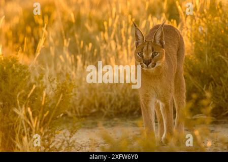 Caracal (Caracal caracal) au lever du soleil, Namibie. Captif secouru Banque D'Images