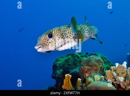 Porcupinefish (Diodon hystrix) sur récif corallien Klein Bonaire, Bonaire, Antilles sous le vent, Caraïbes. Banque D'Images