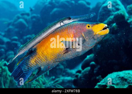 La trompette (Aulostomus maculatus) utilisant un poisson-poisson espagnol (Bodianus rufus) comme « cheval harceleur ». Spanish Hogfish mange un bras d'étoile de mer. Bonaire, Antilles sous le vent, Caraïbes. Banque D'Images