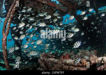 Le sergent major (Abudefduf vaigiensis), Shoal sur épave du Kingston, près de Shag Rock, détroit de Gubal, Egypte, Mer Rouge. Banque D'Images