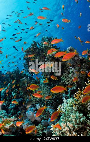 Récif corallien avec Anthias poissons (Pseudanthias squamipinnis), et corail feu (Millepora dichotoma) Anemone City, parc national de Ras Mohammed, Égypte, mer Rouge. Banque D'Images