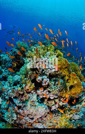 Récif corallien avec Anthias poissons (Pseudanthias squamipinnis), et corail de feu (Millepora dichotoma) Reef de requins à Jolande, Parc national de Ras Mohammed, Egypte, mer Rouge. Banque D'Images