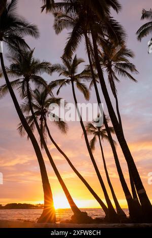 Les cocotiers (Cocos nucifera) se sont silhouettés contre le coucher du soleil sur l'océan Pacifique, Kekaha Kai State Park le long de la côte de Kona Hawaii. Décembre 2016. Banque D'Images