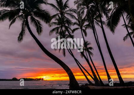 Les cocotiers (Cocos nucifera) se sont silhouettés contre le coucher du soleil sur l'océan Pacifique, Kekaha Kai State Park le long de la côte de Kona Hawaii. Décembre 2016. Banque D'Images