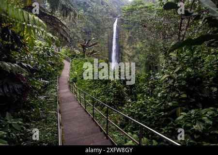 Promenade avec les touristes le long des chutes d'Akaka, parc d'État d'Akaka Falls, Hawaï. Décembre 2016. Banque D'Images