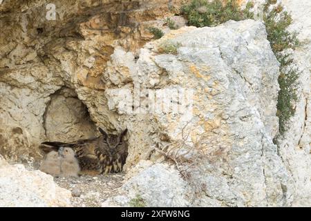 Femelle aigle-hibou eurasien (Bubo Bubo) dans le nid avec ses deux poussins, Alpilles, France, avril. Banque D'Images