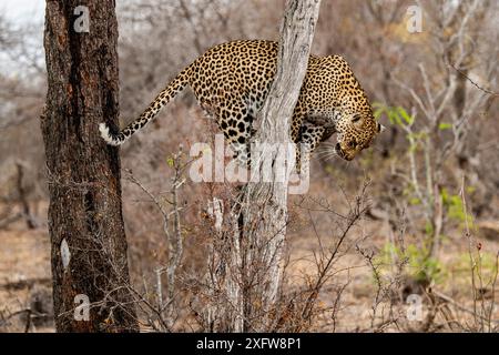 Léopard descendant de l'arbre en Afrique du Sud. Banque D'Images