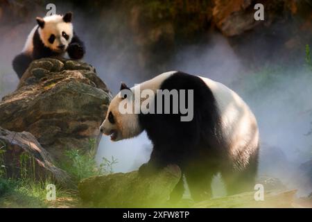 Panda géant (Ailuropoda melanoleuca) femelle Huan Huan et son petit dans leur enclos dans la brume. Yuan Meng, premier panda géant né en France, âgé de 10 mois, captif au zoo de Beauval, Saint Aignan sur cher, France la brume est créée artificiellement par machine, afin de créer un environnement plus frais, plus proche des conditions de leur habitat naturel de montagne en Chine. Banque D'Images