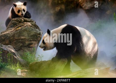 Panda géant (Ailuropoda melanoleuca) femelle Huan Huan et son petit dans leur enclos dans la brume. Yuan Meng, premier panda géant né en France, âgé de 10 mois, captif au zoo de Beauval, Saint Aignan sur cher, France la brume est créée artificiellement par machine, afin de créer un environnement plus frais, plus proche des conditions de leur habitat naturel de montagne en Chine. Banque D'Images