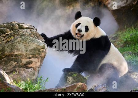 Femelle panda géant (Ailuropoda melanoleuca), Huan Huan, dans son enclos dans la brume, captive au zoo de Beauval, Saint Aignan sur cher, France la brume est créée artificiellement par machine, afin de créer un environnement plus frais, plus proche des conditions de leur habitat naturel de montagne en Chine. Banque D'Images