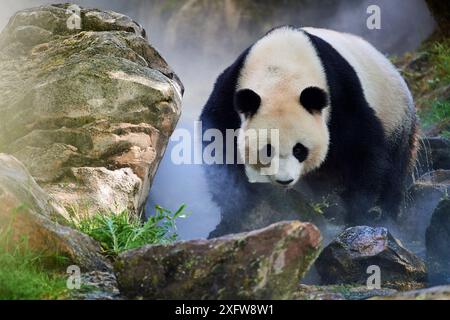 Femelle panda géant (Ailuropoda melanoleuca), Huan Huan, dans son enclos dans la brume, captive au zoo de Beauval, Saint Aignan sur cher, France la brume est créée artificiellement par machine, afin de créer un environnement plus frais, plus proche des conditions de leur habitat naturel de montagne en Chine. Banque D'Images