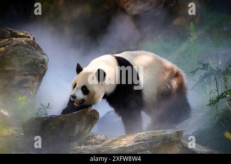 Femelle panda géant (Ailuropoda melanoleuca), Huan Huan, dans son enclos dans la brume, captive au zoo de Beauval, Saint Aignan sur cher, France la brume est créée artificiellement par machine, afin de créer un environnement plus frais, plus proche des conditions de leur habitat naturel de montagne en Chine. Banque D'Images