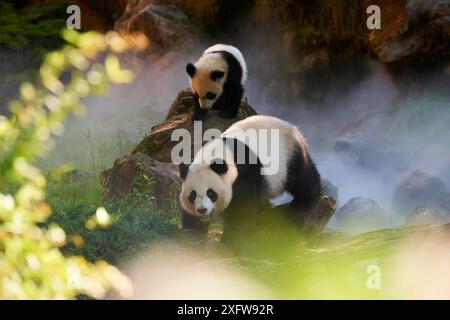 Panda géant (Ailuropoda melanoleuca) Huan Huan et son petit dans leur enclos dans la brume. Yuan Meng, premier panda géant né en France, âgé de 10 mois, captif au zoo de Beauval, Saint Aignan sur cher, France la brume est créée artificiellement par machine, afin de créer un environnement plus frais, plus proche des conditions de leur habitat naturel de montagne en Chine. Banque D'Images