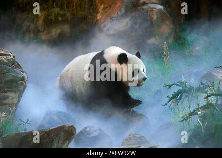 Panda géant (Ailuropoda melanoleuca) femelle Huan Huan dans son enclos dans la brume, captive au zoo de Beauval, Saint Aignan sur cher, France la brume est créée artificiellement par machine, afin de créer un environnement plus frais, plus proche des conditions dans leur habitat naturel de montagne en Chine. Banque D'Images