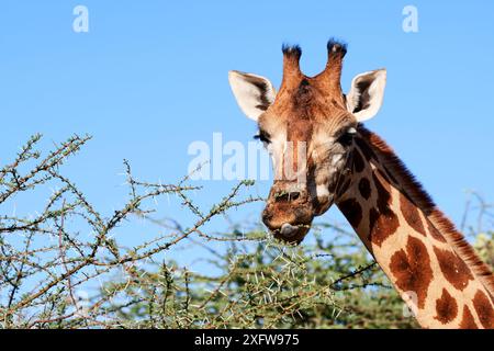 Girafe de Rothschild (Giraffa camelopardalis rothschildi) se nourrissant de feuilles d'acacia, île de conservation de Ruko, lac Baringo, Kenya. Banque D'Images